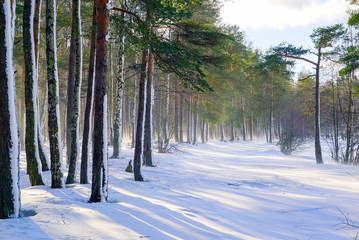Snowstorm in winter forest with snow-covered trees on a bright Sunny day.