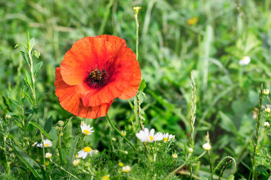A red poppy flower in the field among the green grass_
