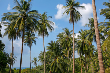 coconut palm trees with blue sky and sea in the background