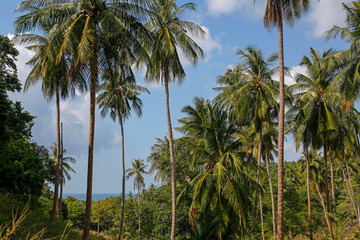 Fototapeta na wymiar coconut palm trees with blue sky and sea in the background