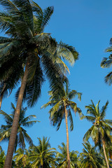 Plakat coconut palm trees against blue sky