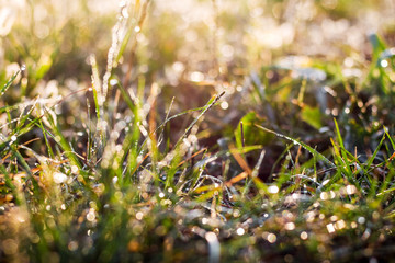 Background of grass  with dew sparkling against the sun_