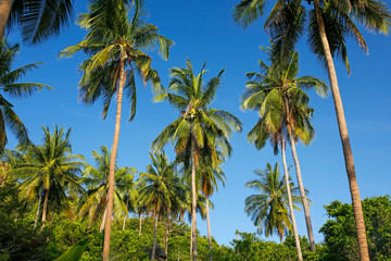 Obraz premium coconut palm trees against blue sky