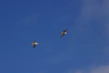duo volant de mouette et goéland
