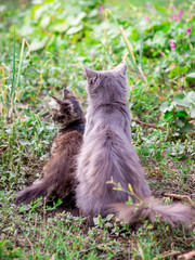 Naklejka na ściany i meble A cat and a little kitten sit on the grass, a rear view_
