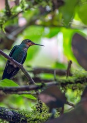 Green-Crowned Brilliant Hummingbird (Heliodoxa jacula)