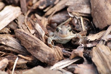 Little frog looking at us