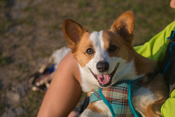 Closed up young Pembroke Welsh Corgi hugged by teenage boy