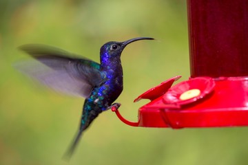 Violet Sabrewing (Campylopterus hemileucurus)