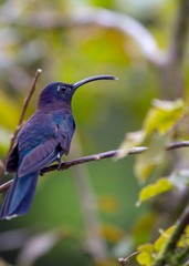Obraz premium Violet Sabrewing (Campylopterus hemileucurus)