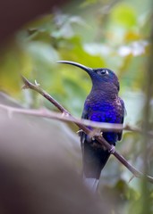 Violet Sabrewing (Campylopterus hemileucurus)