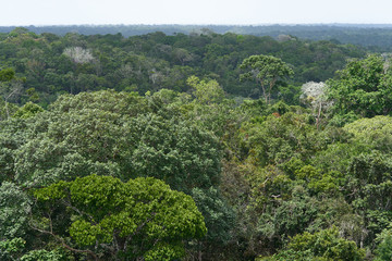 Fototapeta na wymiar Stunning Aerial View of Amazon Canopy. The Roof of the World's Rainforest, Treetop of Amazing Unique Amazonian Species 
