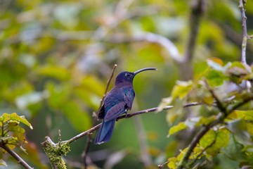 Violet Sabrewing (Campylopterus hemileucurus)