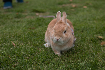 Cute brown rabbit walk on grass field.