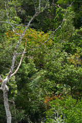 Stunning Aerial View of Amazon Canopy. The Roof of the World's Rainforest, Treetop of Amazing Unique Amazonian Species 