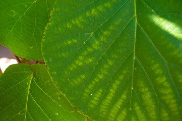 Green kiwi leaves on the vine, close up