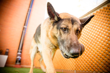german shepherd dog up close