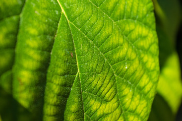 Green kiwi leaves on the vine, close up