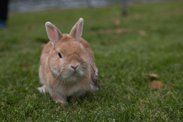 Cute brown rabbit walk on grass field.