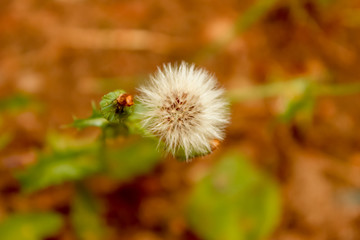 fluffy white dandelion on brown background