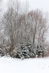 winter forest trees in snow