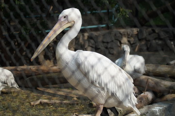 bird
