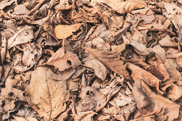 Dry autumn leaves in the forest, Dried leaves stacked on the ground.