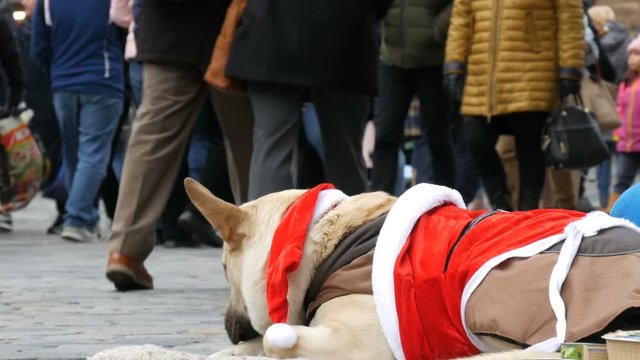The big white dog of a homeless beggar lies in a funny Santa Claus costume, people pass by