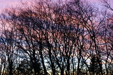 abendrot früling baum 