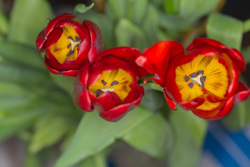 red tulips top view