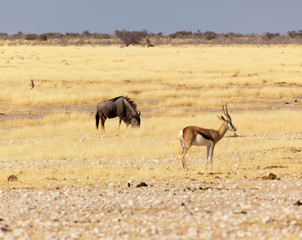 Fototapeta na wymiar buffalo at Etosha in Namibia savannah