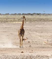 Lonely giraffe in Namibian savanna