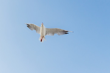 Seagull flying in the blue sky over the sea.