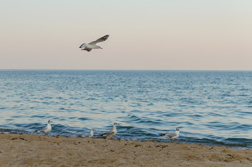 Seagull flying in the blue sky over the sea.