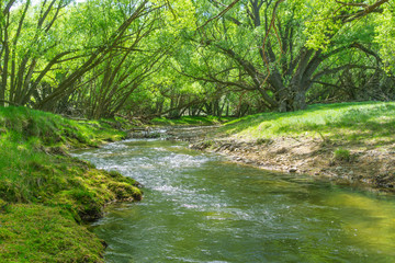 Naklejka na ściany i meble Stream flowing through land between arching willow trees