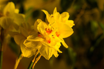 Amazing yellow huge bright daffodils in sunlight