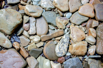 Stone pebbles wet. Smooth stone. Small shingle