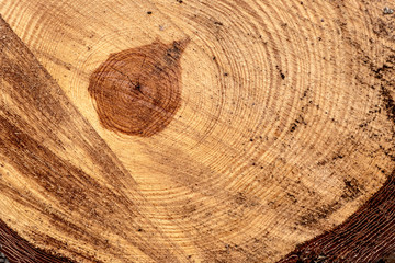 Naklejka premium Trunk cut tree