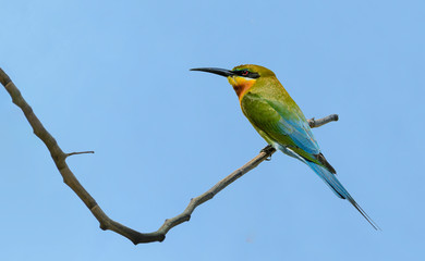 Blue-tailed bee-eater or Merops philippinus, beautiful bird perching on branch with blue sky background, Thailand.