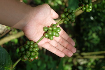 Naklejka na ściany i meble Green coffee beans growing on the branch
