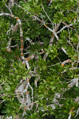 Stunning Aerial View of Amazon Canopy. The Roof of the World's Rainforest, Treetop of Amazing Unique Amazonian Species 