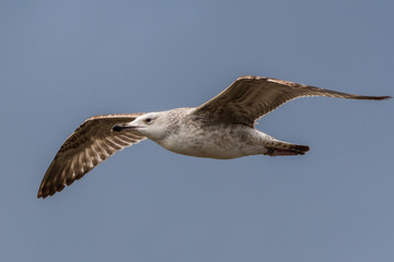 Seagull