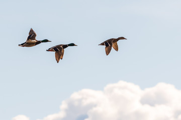 ducks in flight