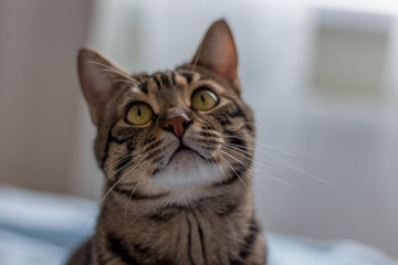 Striped brown beautiful cat