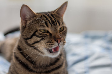 Striped brown beautiful cat