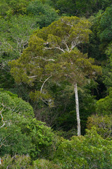 Stunning Aerial View of Amazon Canopy. The Roof of the World's Rainforest, Treetop of Amazing Unique Amazonian Species 