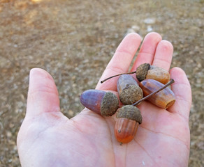 Falled acorns in man's hand palm close up