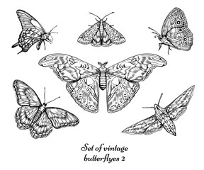 Vintage butterfly vector set illustration. 