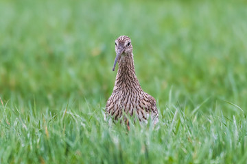 eurasian curlew