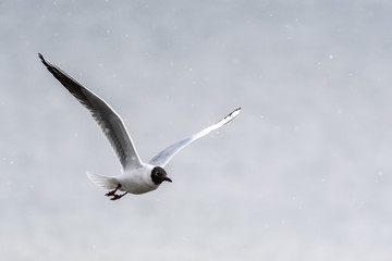black-headed gull
